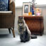cat_014