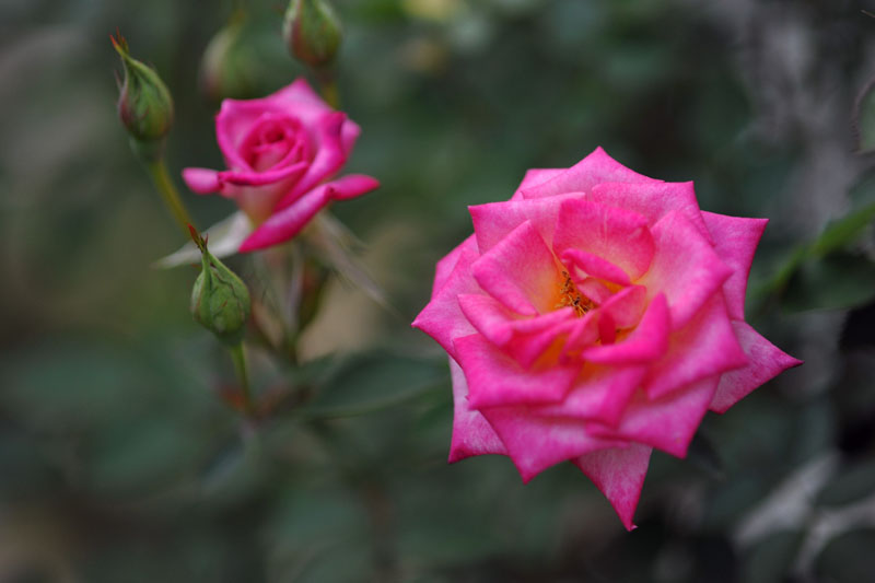 DSC_0008