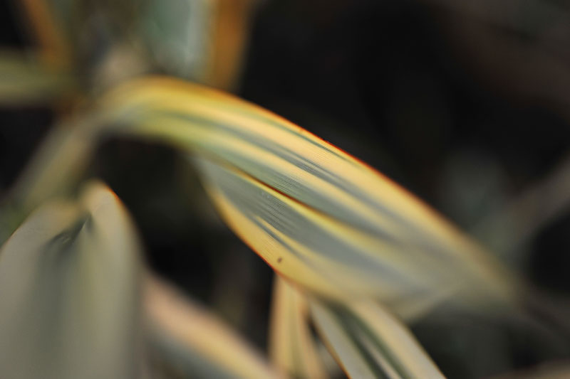 DSC_0011