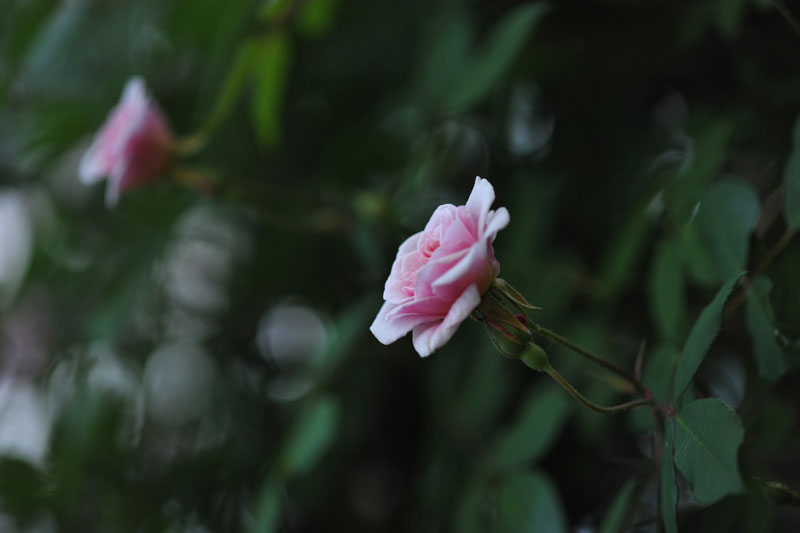 DSC_0018