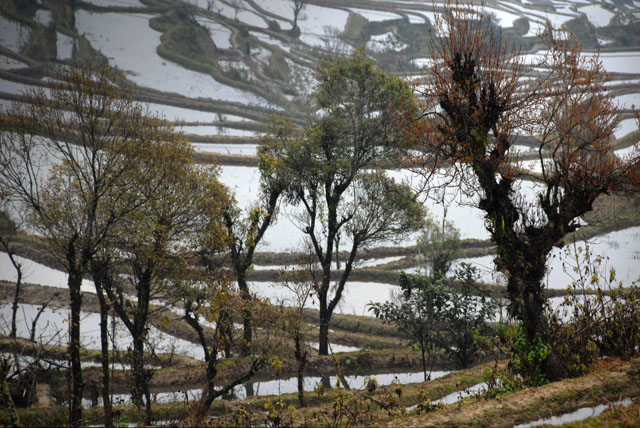 1139_YuanYang@YunNan
