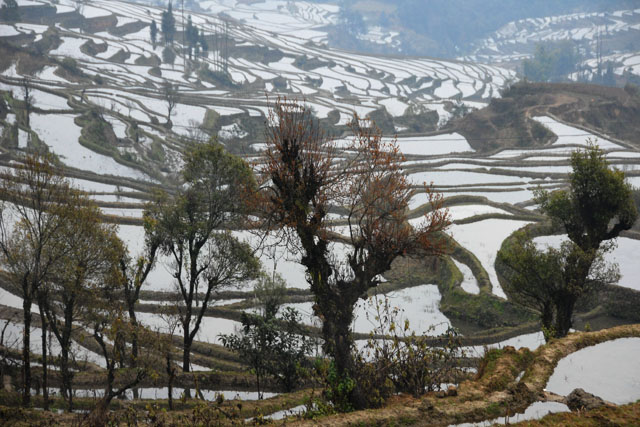 1141_YuanYang@YunNan