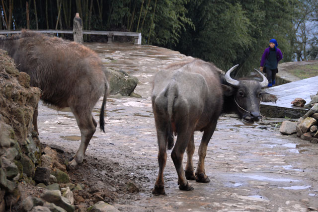 1216_YuanYang@YunNan