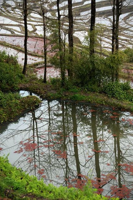 1239_YuanYang@YunNan