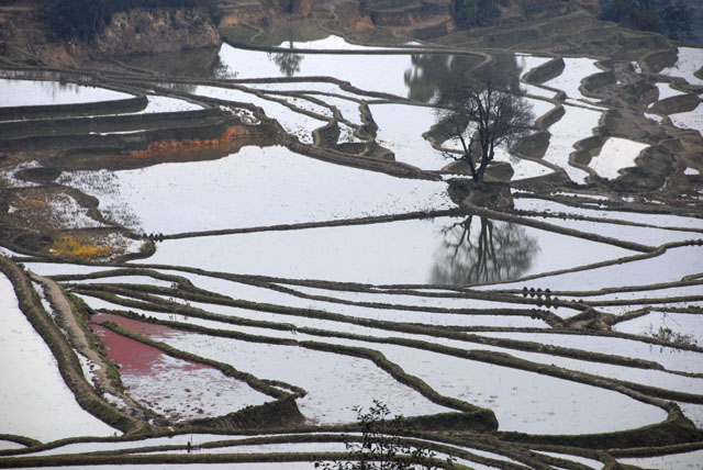 1296_YuanYang@YunNan
