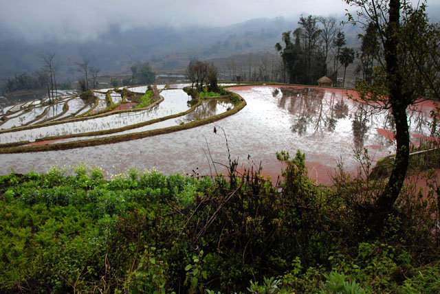 1342_YuanYang@YunNan