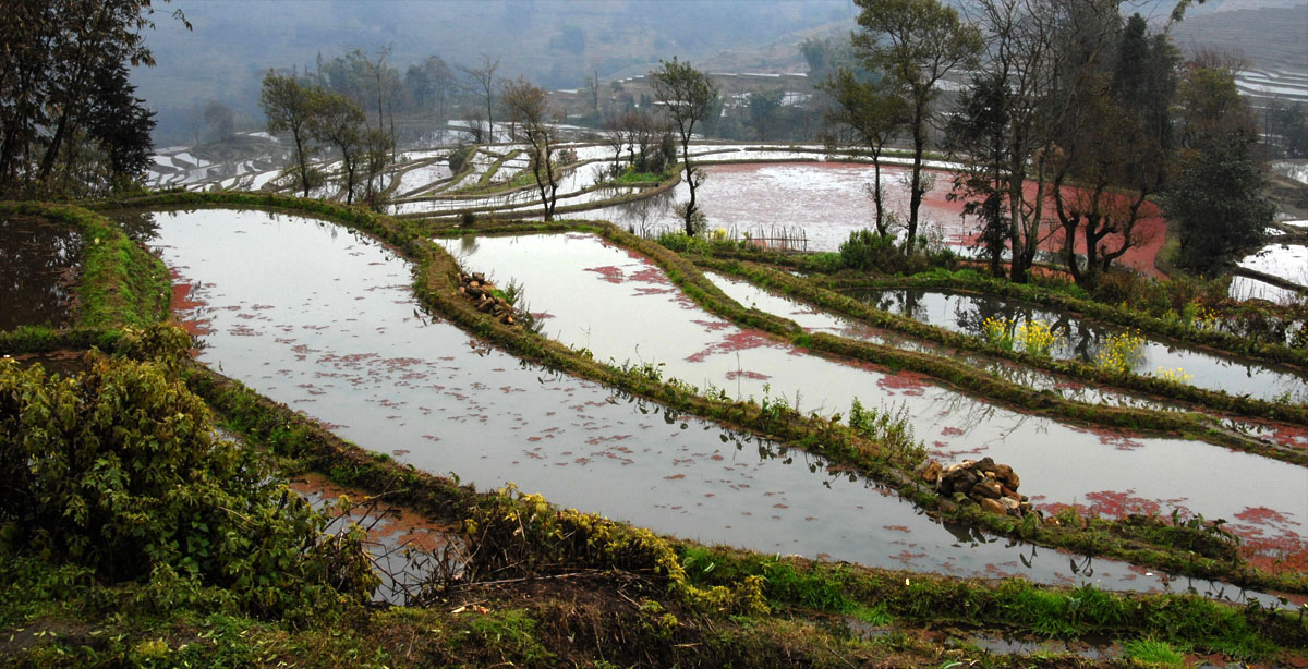 1345_YuanYang@YunNan