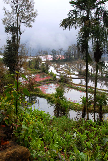 1358_YuanYang@YunNan