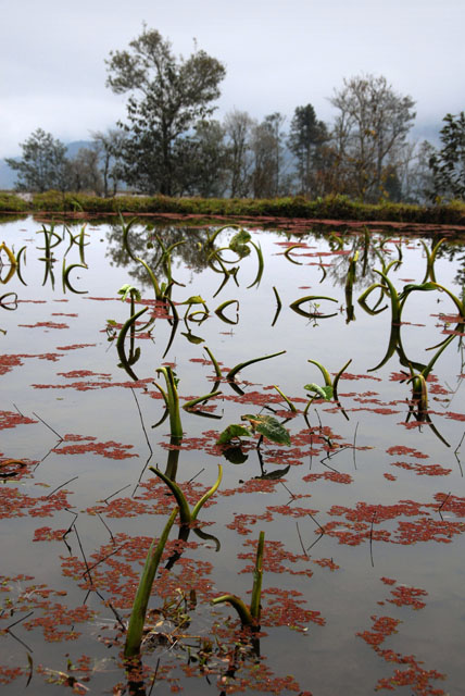 1369_YuanYang@YunNan