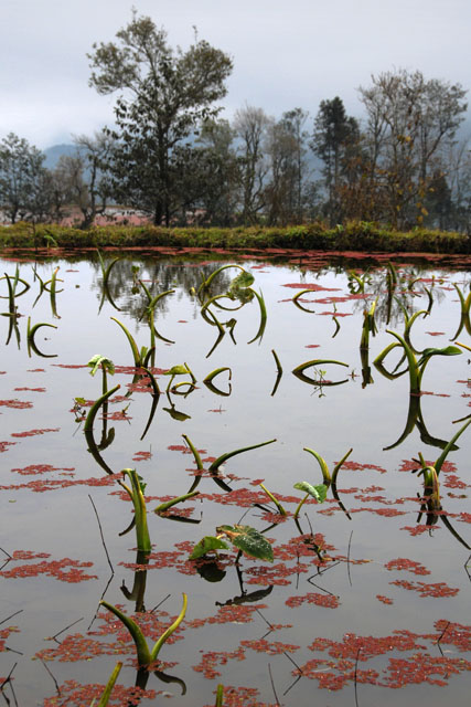 1374_YuanYang@YunNan