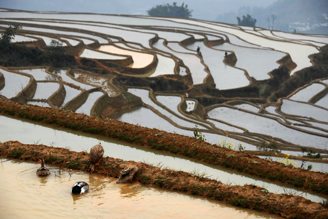 1500_YuanYang@YunNan