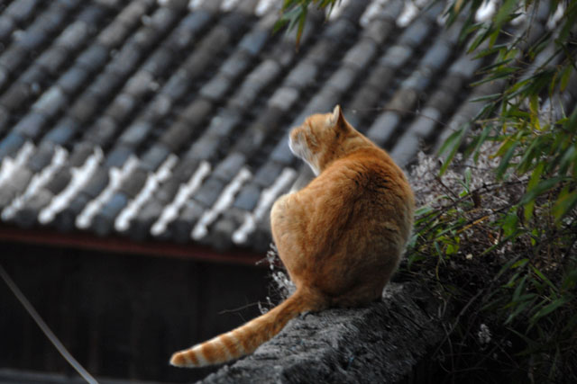 1749_LiJiang@YunNan