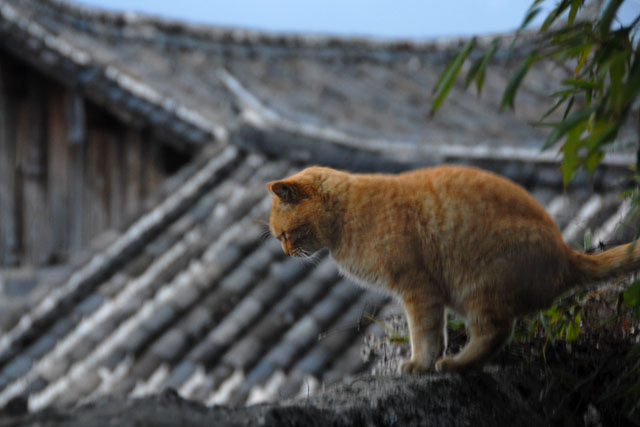 1751_LiJiang@YunNan