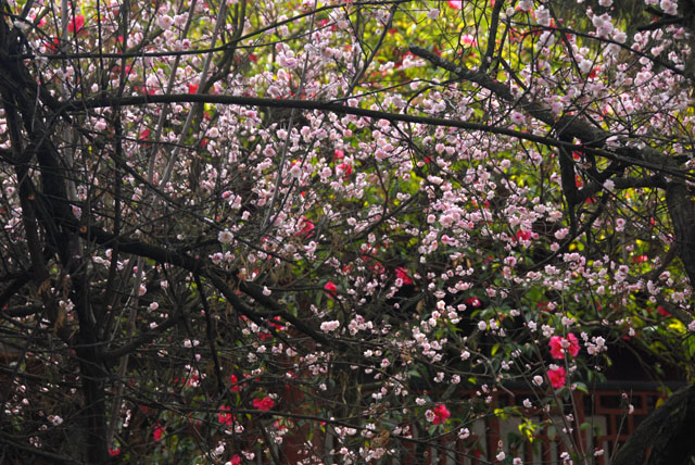 2427_KunMing