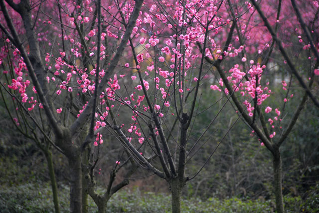 2567_ChengDu