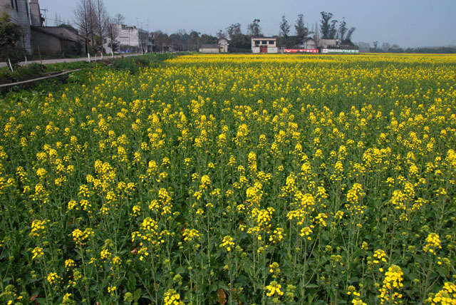 2924_ChengDu