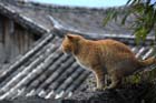 1750_LiJiang@YunNan