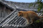 1751_LiJiang@YunNan