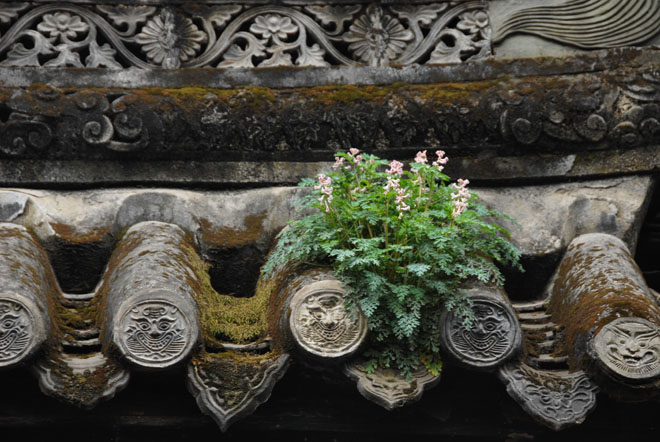 DSC_0718Chengdu