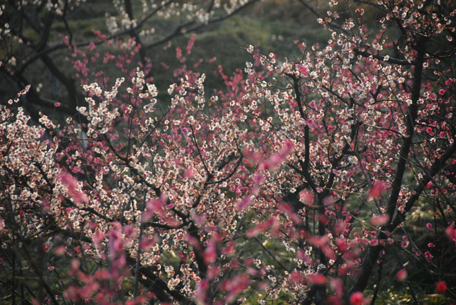 DSC_1059YangZhou