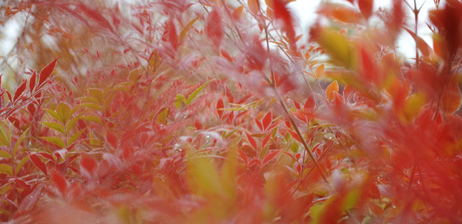 DSC_0022Chengdu