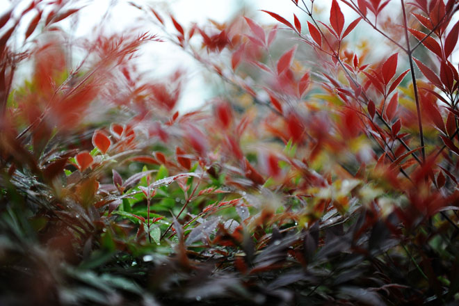 DSC_0030Chengdu