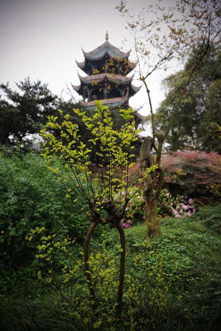 DSC_0040Chengdu