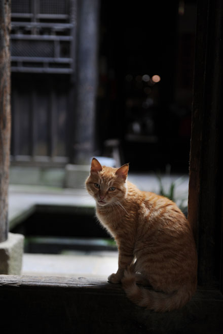 DSC_1510ChengKan