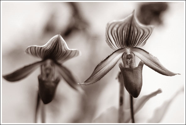 DSC_0194bw