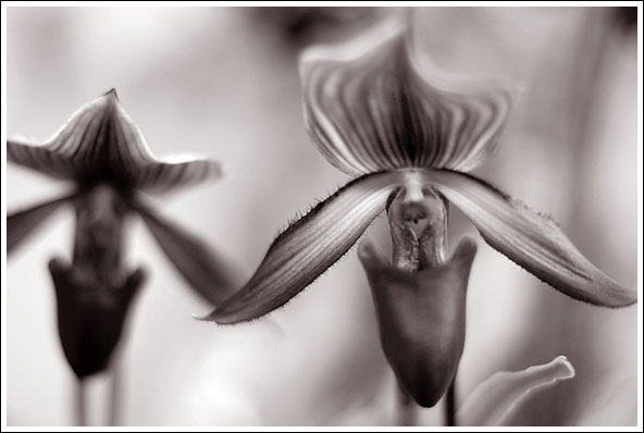 DSC_0203bw