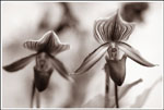 DSC_0194bw