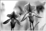 DSC_0198bw