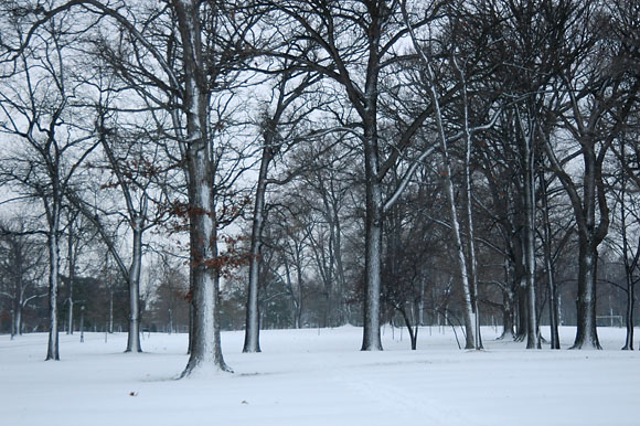 DSC_0787_Buffalo