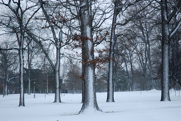 DSC_0788_Buffalo