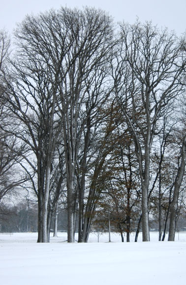 DSC_0792_Buffalo