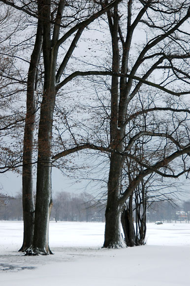 DSC_0803_Buffalo