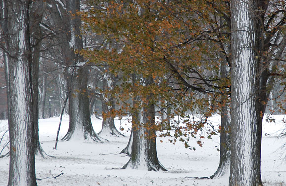 DSC_0804_Buffalo