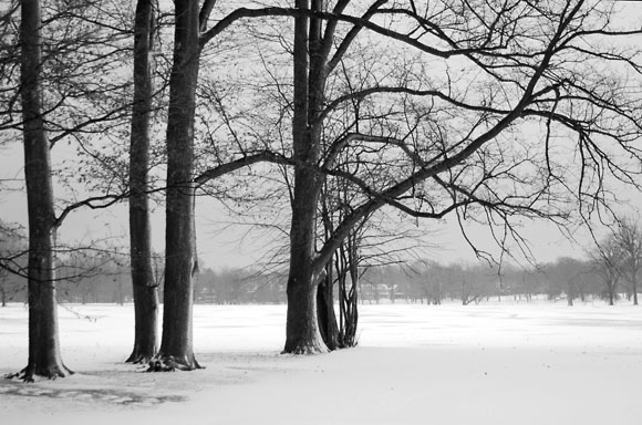 DSC_0805_Buffalo