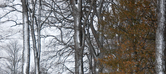 DSC_0809_Buffalo