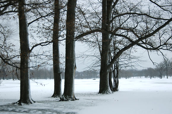 DSC_0812_Buffalo