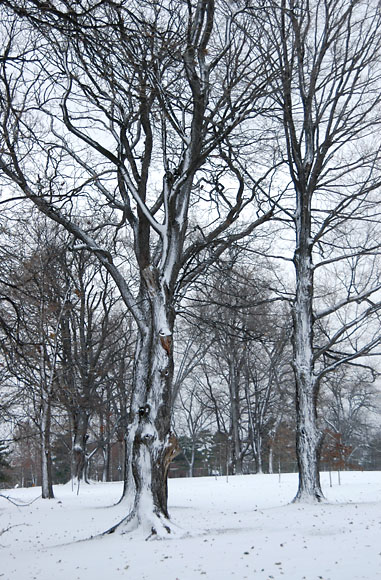 DSC_0816_Buffalo