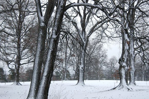 DSC_0817_Buffalo
