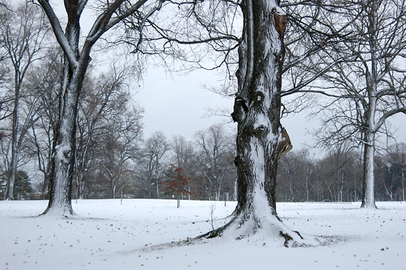 DSC_0819_Buffalo