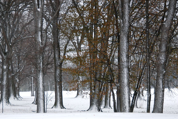 DSC_0824_Buffalo