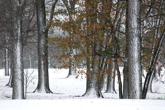 DSC_0826_Buffalo