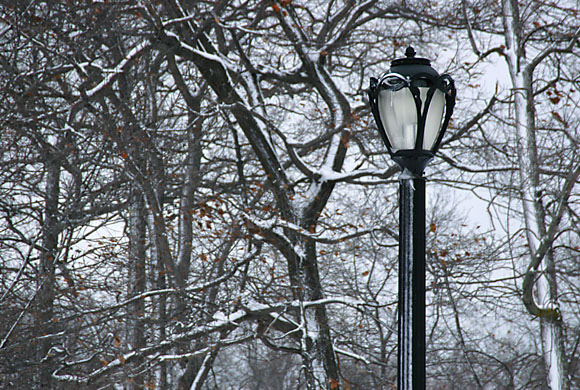 DSC_0829_Buffalo