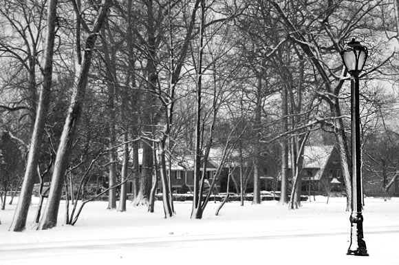 DSC_0830_Buffalo