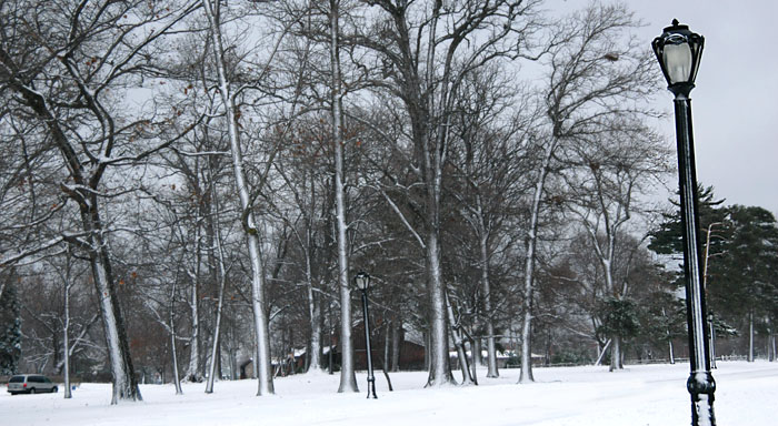 DSC_0831_Buffalo