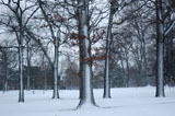 DSC_0788_Buffalo