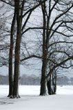 DSC_0803_Buffalo